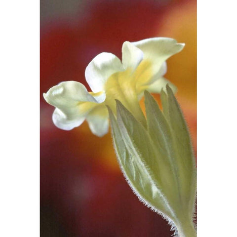 PA, Philadelphia Primrose at the Nature Center Black Modern Wood Framed Art Print by OBrien, Jay