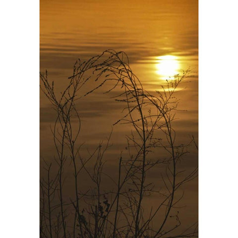 PA, Philadelphia, Sunset reflection on lake Black Modern Wood Framed Art Print with Double Matting by OBrien, Jay