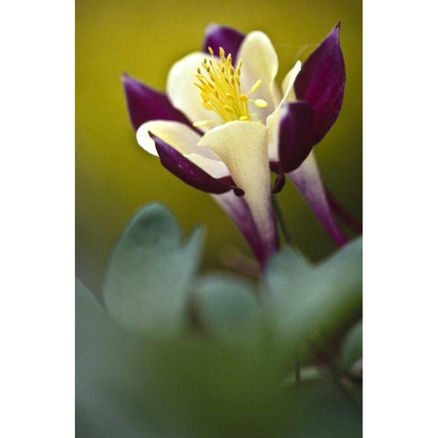 PA, Philadelphia Columbine at the Nature Center Black Modern Wood Framed Art Print by OBrien, Jay