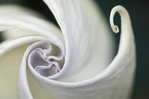 USA, Pennsylvania Datura flower close-up Black Ornate Wood Framed Art Print with Double Matting by Rotenberg, Nancy