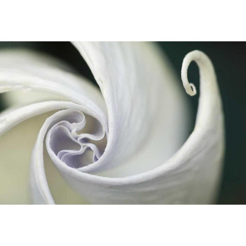 USA, Pennsylvania Datura flower close-up Black Modern Wood Framed Art Print by Rotenberg, Nancy