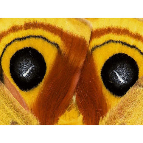 Pennsylvania Close-up of saturnia moth wings White Modern Wood Framed Art Print by Rotenberg, Nancy