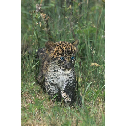 PA, African leopard cub walking in tall grass Black Modern Wood Framed Art Print by Welling, Dave