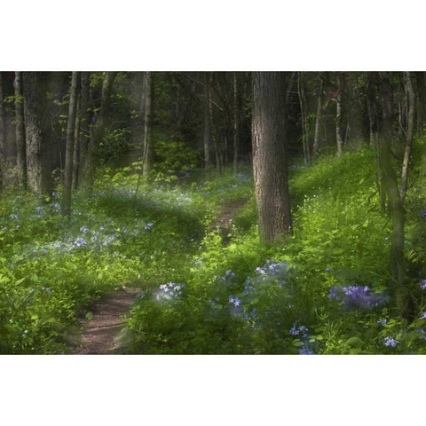PA, Cedar Creek Trail through flowers and trees Black Modern Wood Framed Art Print by Rotenberg, Nancy