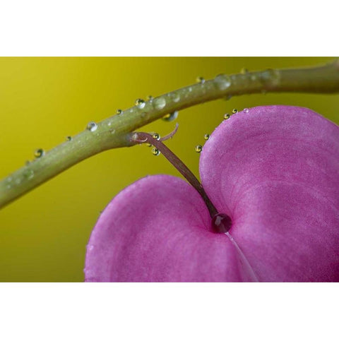 PA, Bleeding heart flower on stem with rain drops Black Modern Wood Framed Art Print by Rotenberg, Nancy