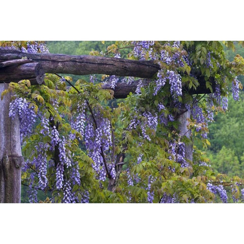 PA, Purple wisteria flowers on wooden trellis Black Modern Wood Framed Art Print with Double Matting by Rotenberg, Nancy
