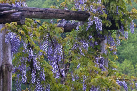 PA, Purple wisteria flowers on wooden trellis White Modern Wood Framed Art Print with Double Matting by Rotenberg, Nancy