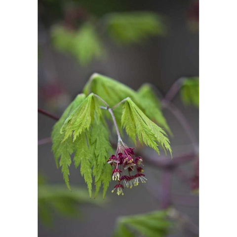 Pennsylvania Maple leaf opening in springtime Black Modern Wood Framed Art Print by Rotenberg, Nancy