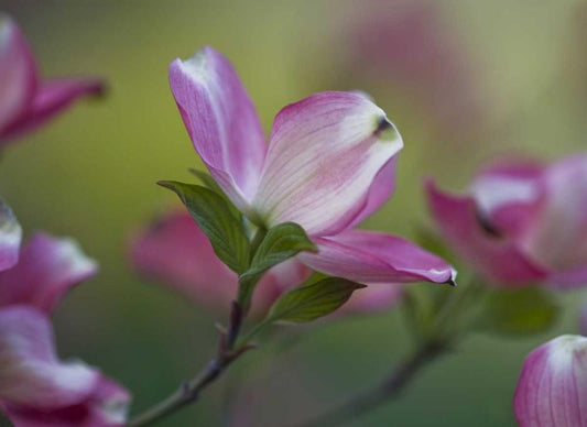Image Only
