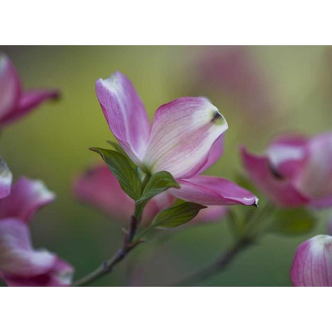 Pennsylvania Dogwood blossom in springtime Black Modern Wood Framed Art Print by Rotenberg, Nancy