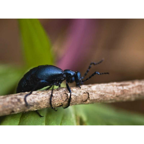 PA, Spring beetle crawling on limb with trillium Black Modern Wood Framed Art Print by Rotenberg, Nancy