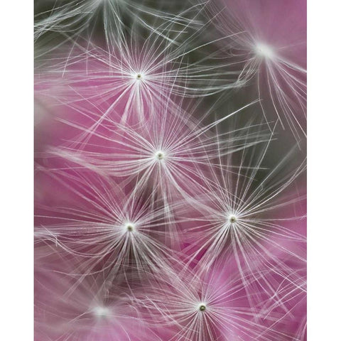 Dandelion seeds with feathery tentacles Black Modern Wood Framed Art Print by Rotenberg, Nancy