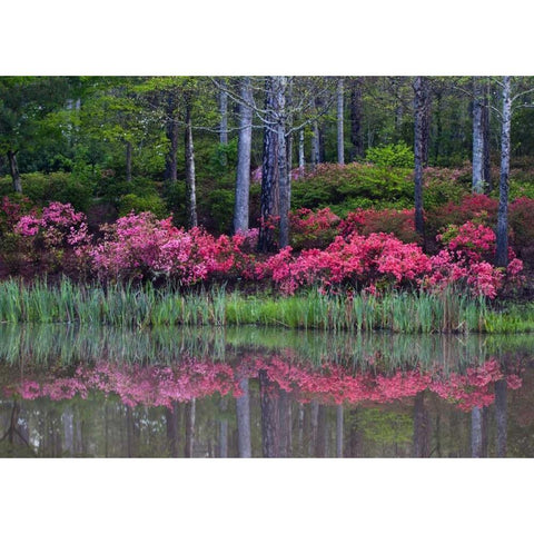 GA, Impressionistic trees and flowering bushes Black Modern Wood Framed Art Print by Rotenberg, Nancy