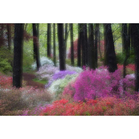 GA, Impressionistic trees and flowering bushes Black Modern Wood Framed Art Print by Rotenberg, Nancy