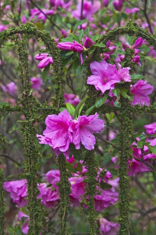 Georgia Azaleas on a garden fence White Modern Wood Framed Art Print with Double Matting by Rotenberg, Nancy
