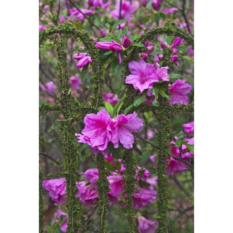 Georgia Azaleas on a garden fence Black Modern Wood Framed Art Print by Rotenberg, Nancy