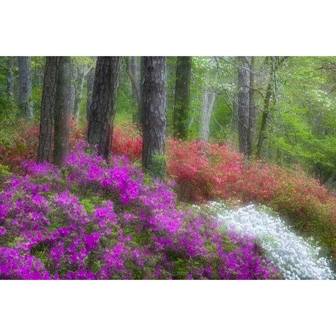 GA, Impressionistic trees and flowering bushes White Modern Wood Framed Art Print by Rotenberg, Nancy