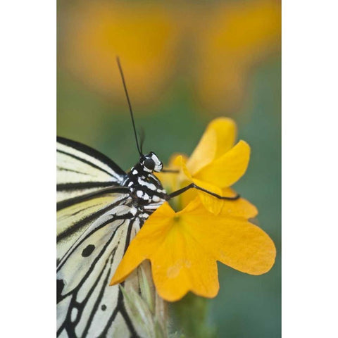 GA Paper kite butterfly on flower Black Modern Wood Framed Art Print with Double Matting by Rotenberg, Nancy