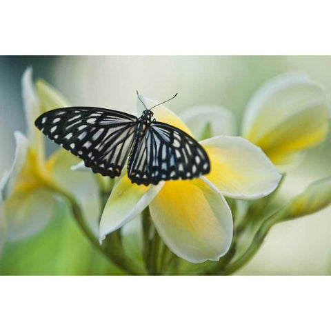 GA, Blue glassy tiger butterfly on flower Black Modern Wood Framed Art Print with Double Matting by Rotenberg, Nancy