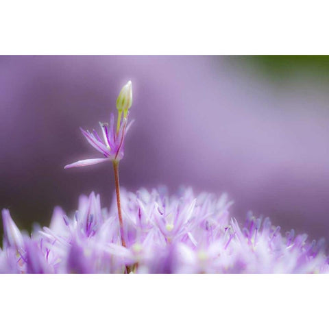 USA, Pennsylvania Close-up of alium flowers Black Modern Wood Framed Art Print by Rotenberg, Nancy