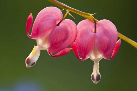 Pennsylvania Two bleeding heart flowers White Modern Wood Framed Art Print with Double Matting by Rotenberg, Nancy