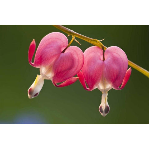 Pennsylvania Two bleeding heart flowers Gold Ornate Wood Framed Art Print with Double Matting by Rotenberg, Nancy