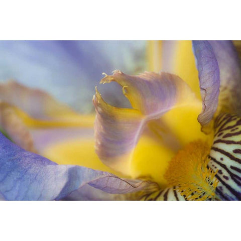 USA, Pennsylvania Macro of iris flower interior White Modern Wood Framed Art Print by Rotenberg, Nancy