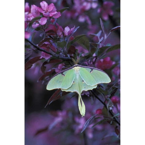 USA, Pennsylvania Luna moth on crabapple tree Black Modern Wood Framed Art Print with Double Matting by Rotenberg, Nancy