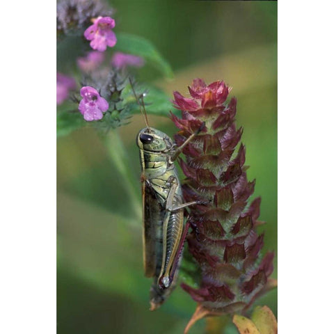 Pennsylvania Close-up of grasshopper on plant White Modern Wood Framed Art Print by Rotenberg, Nancy