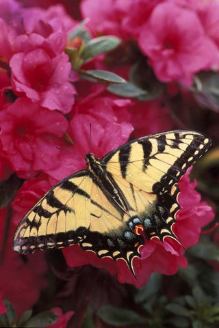 Pennsylvania Swallowtail butterfly on azalea Black Ornate Wood Framed Art Print with Double Matting by Rotenberg, Nancy