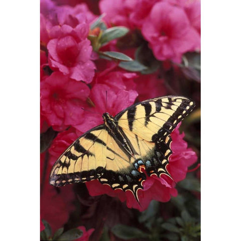 Pennsylvania Swallowtail butterfly on azalea Black Modern Wood Framed Art Print with Double Matting by Rotenberg, Nancy