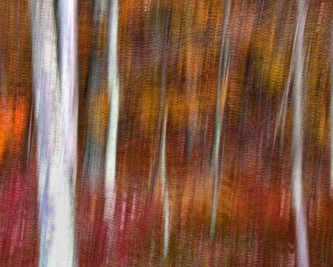 PA, Delaware Water Gap NRA Abstract of trees Black Ornate Wood Framed Art Print with Double Matting by OBrien, Jay