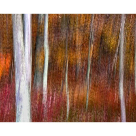 PA, Delaware Water Gap NRA Abstract of trees White Modern Wood Framed Art Print by OBrien, Jay