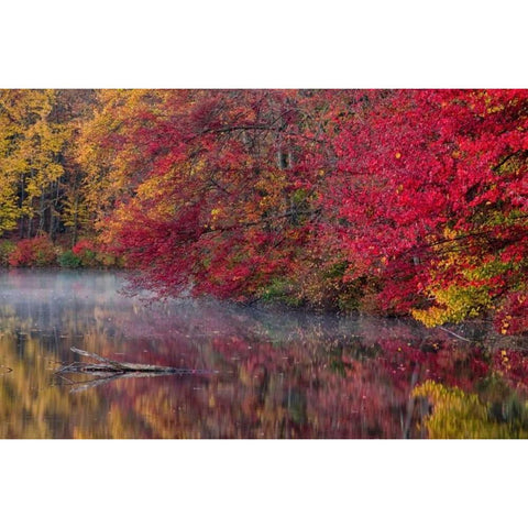 PA, Hidden Lake Trees in autumn reflect in lake Black Modern Wood Framed Art Print by OBrien, Jay