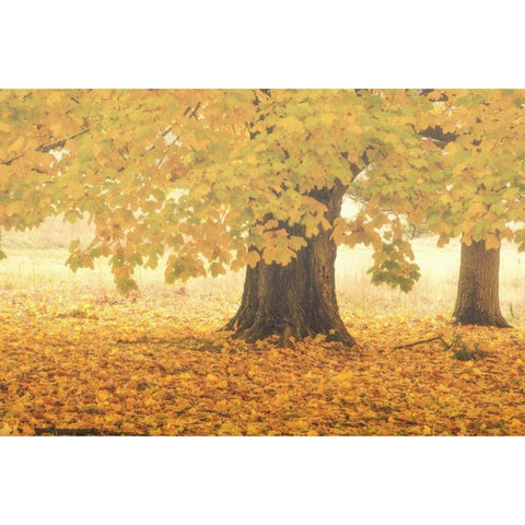 PA, Valley Forge NP Sunrise on trees in Autumn Black Modern Wood Framed Art Print with Double Matting by OBrien, Jay