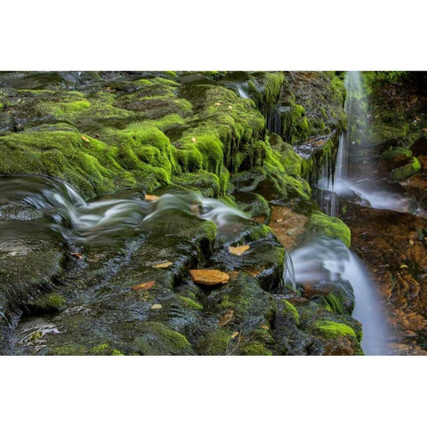 Pennsylvania, Ricketts Glen SP Flowing stream Black Modern Wood Framed Art Print by OBrien, Jay