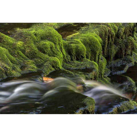 Pennsylvania, Ricketts Glen SP Flowing stream White Modern Wood Framed Art Print by OBrien, Jay