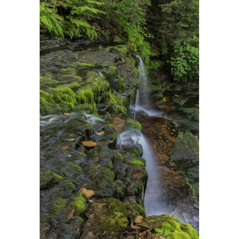 Pennsylvania, Ricketts Glen SP Flowing stream Black Modern Wood Framed Art Print with Double Matting by OBrien, Jay
