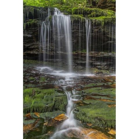 Pennsylvania Waterfall in Ricketts Glen SP Black Modern Wood Framed Art Print with Double Matting by OBrien, Jay