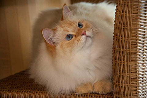 USA, Pennsylvania, Erie Humane Society cat White Modern Wood Framed Art Print with Double Matting by Anon, Ellen