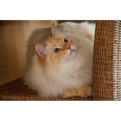 USA, Pennsylvania, Erie Humane Society cat Black Modern Wood Framed Art Print by Anon, Ellen