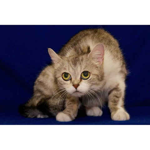 USA, Pennsylvania, Erie Shy Humane Society cat Black Modern Wood Framed Art Print by Anon, Ellen