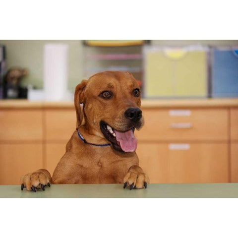 USA, Pennsylvania, Erie Humane Society dog White Modern Wood Framed Art Print by Anon, Ellen