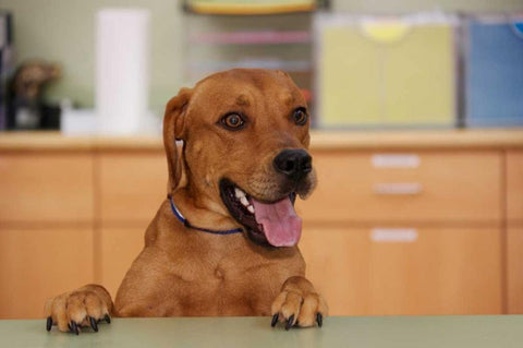 USA, Pennsylvania, Erie Humane Society dog White Modern Wood Framed Art Print with Double Matting by Anon, Ellen