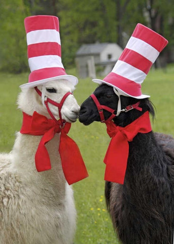 Pennsylvania, Erie Two llamas dressed humorously White Modern Wood Framed Art Print with Double Matting by Anon, Ellen