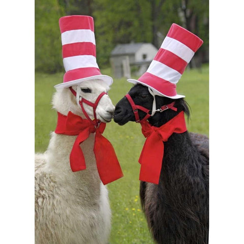 Pennsylvania, Erie Two llamas dressed humorously Black Modern Wood Framed Art Print by Anon, Ellen