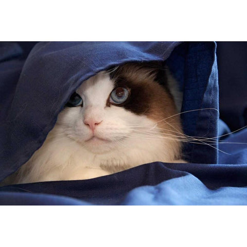 USA, Pennsylvania, Erie Humane Society cat Black Modern Wood Framed Art Print by Anon, Ellen