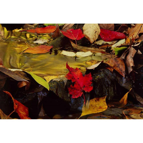 PA, Pocono Mountains Autumn leaves in stream Black Modern Wood Framed Art Print by Bush, Marie
