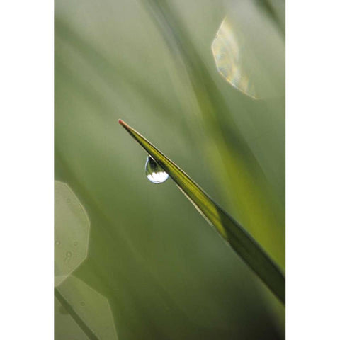 USA, Pennsylvania Dewdrop on leaf Black Modern Wood Framed Art Print with Double Matting by Rotenberg, Nancy