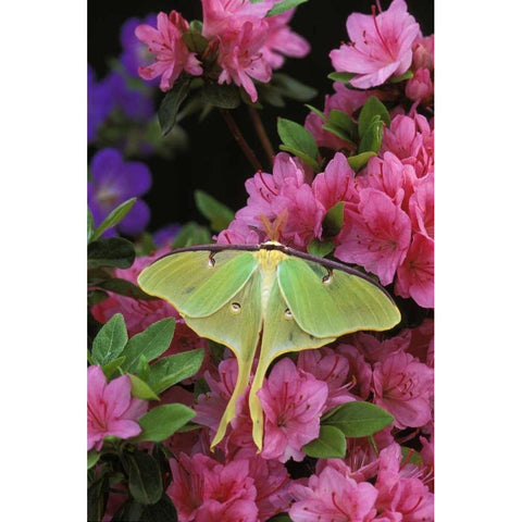 USA, Pennsylvania Luna moth on pink clematis White Modern Wood Framed Art Print by Rotenberg, Nancy
